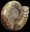 Wide Jurassic Ammonite Fossil - Madagascar #59613-1